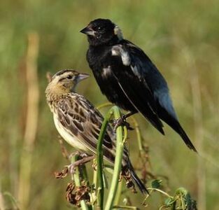Bobolinks Image